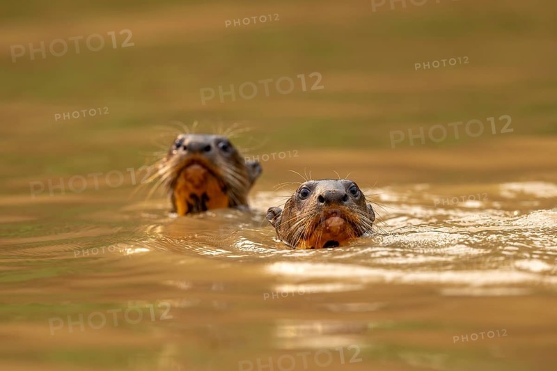 Two giant otters (Pteronura brasiliensis), juveniles, North Pantanal, Barão de Melgaço, Joselândia, Mato Grosso, Brazil, South America