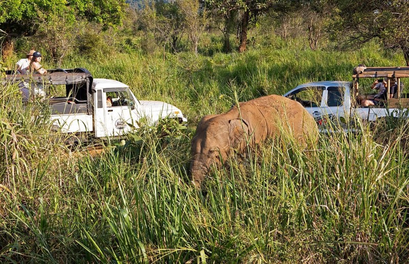 Sri Lanka Elephant or Ceylon Elephant (Elephas maximus maximus) and safari jeeps, Hurulu Eco-Park or Eco-Park, North Central Province, Sri Lanka, Asia