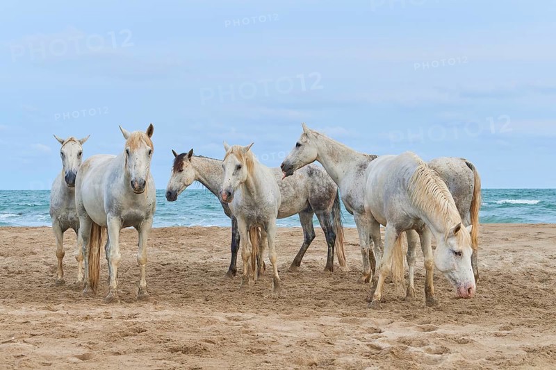 Group of white Camargue horses standing on a sandy beach in front of the sea under a clear sky, Camargue, France, Europe
