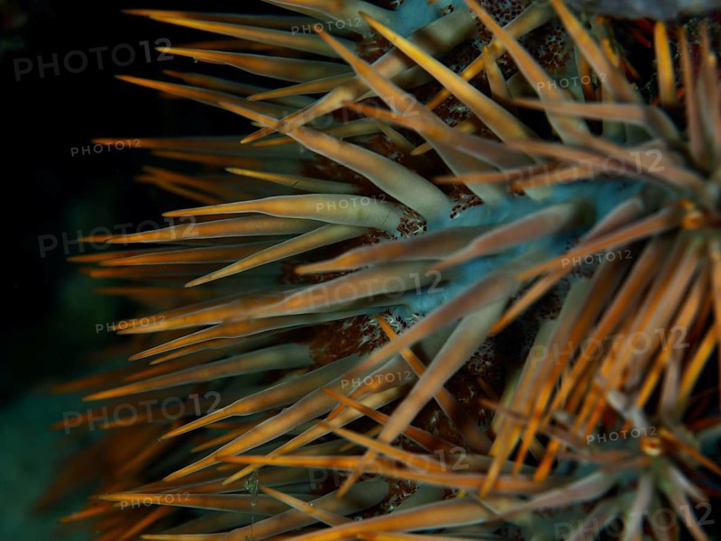 Close-up of the long, pointed spines of a starfish, crown-of-thorns starfish (Acanthaster planci), dive site Spice Reef, Penyapangan, Bali, Indonesia, Asia