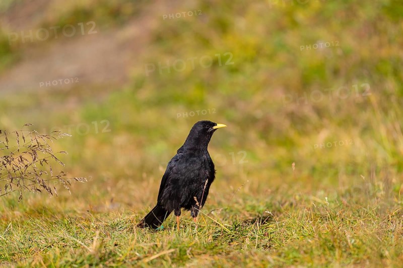 One young Alpine chough or yellow-billed chough (Pyrrhocorax graculus) stands on grass in the Grossglockner Mountains region