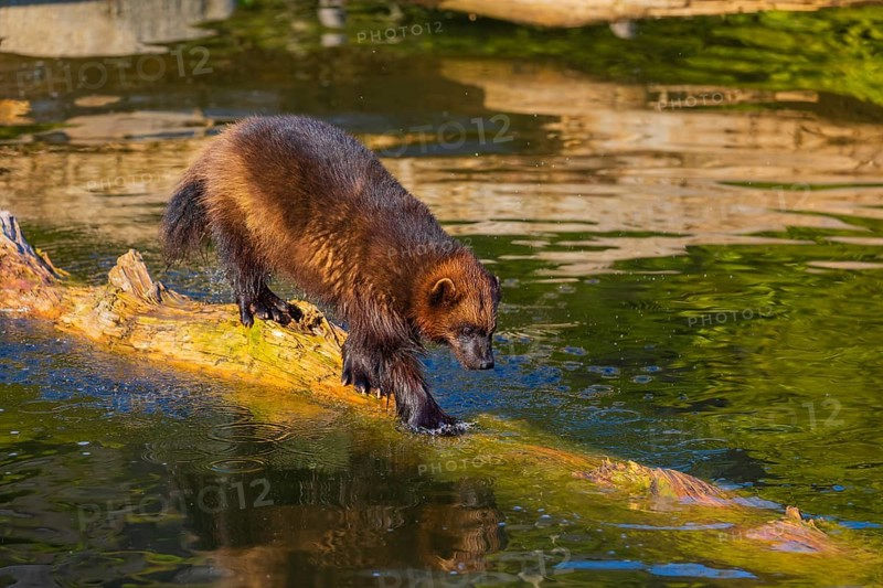 One wolverine (Gulo gulo) runs along a log lying in the water