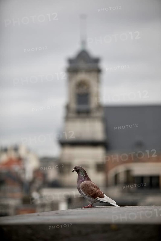 Pigeon (Columbidae) in the urban environment with the church tower of St John and St Stephen at the Minimites, Brussels, Belgium, Europe