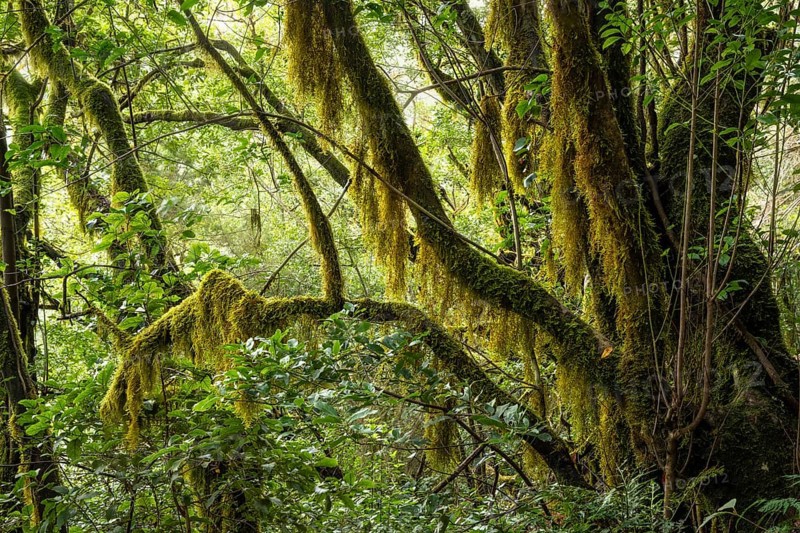 Trees with mosses and lichens in the laurel forest. Garajonay National Park, La Gomera, Canary Islands, Spain, Europe