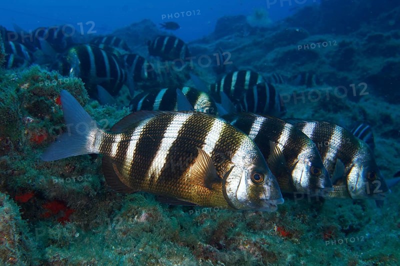 Group of striped fish, zebra bream (Diplodus cervinus cervinus), moving together over an overgrown seabed, dive site Las Rosas, Las Galletas, Tenerife, Canary Islands, Spain, Europe