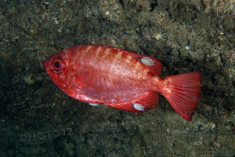Red bigeye perch glass eye (Heteropriacanthus cruentatus) with several fish isopods (Anilocra), isopod, parasite, dive site Los Champignones, Las Galletas, Tenerife, Canary Islands, Spain, Europe