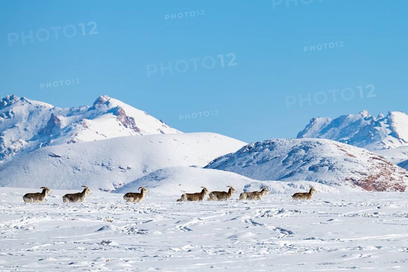 Marco Polo sheep (Ovis ammon polii) in snowy habitat, Pamir-Argali, Pamir wild sheep, Pamir plateau, Gorno-Badakhshan province, Tajikistan, Central Asia, Asia