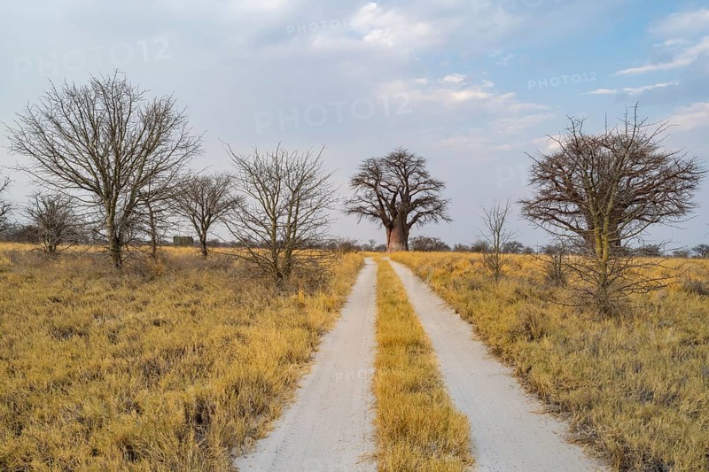 Road, track between yellow dry grass leads to baobabs, Nxai Pan National Park, Botswana, Africa