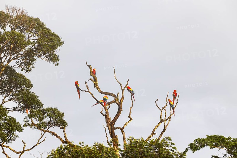 Group of scarlet macaws (Ara macao) perched on tree, parrots (Psittaciformes), Laguna del Lagarto Lodge, Alajuela, Costa Rica, Central America