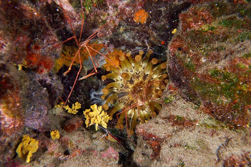 A reef with club anemone (Telmatactis cricoides), a crab and other marine life in a rich underwater landscape, dive site Roca Jolia, Las Galletas, Tenerife, Canary Islands, Spain, Europe