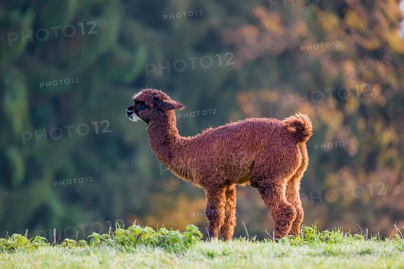 A young brown Alpaca (Vicugna pacos) stands on a green meadow