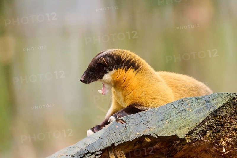 Yellow-throated marten (Martes flavigula) on an old tree trunk, Germany, Europe
