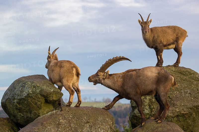 Two ibex (Capra ibex), a male and a female, stand on a rock. The male shows some flehming and sniffs on the female