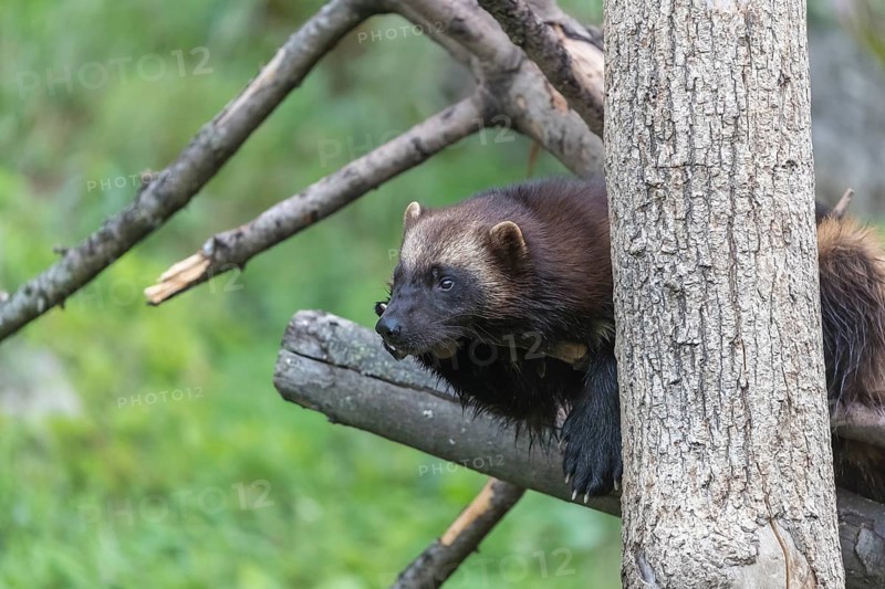 One wolverine, (Gulo gulo), resting on a fallen tree. Green vegetation in the background