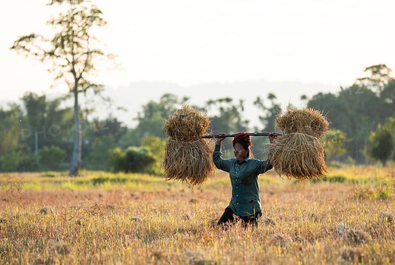 A woman farmer carries harvested rice paddy, in a rice agricultural field, in Bokakhat, India, on 1 December 2024. Sali rice is the most important rice crop in Assam, grown during the monsoon season and harvested in winter. Sali rice forms the backbone of Assam's agricultural economy., Asia