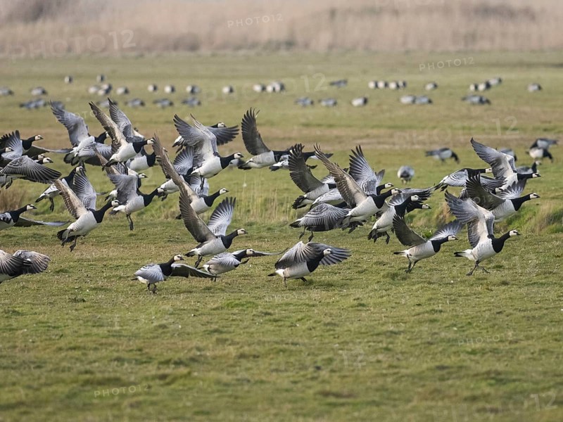 Barnacle Geese (Branta leucopsis), flock of adult birds on a field, taking off in flight, island of Texel, Holland