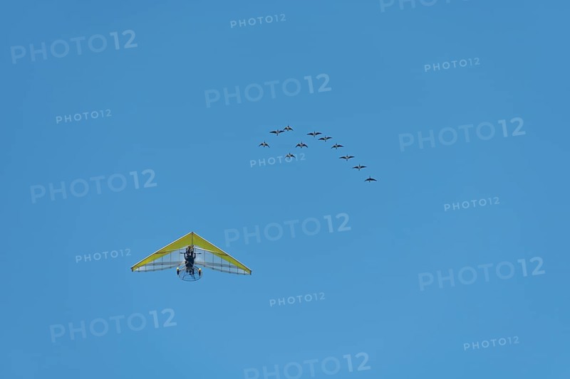 Microlight aircraft with birds, Canada goose (Branta canadensis) following a paramotor. Bas rhin Alsace, France, Europe