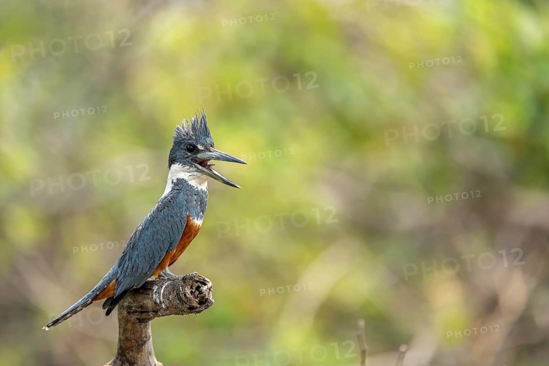 Red-breasted Kingfisher (Megaceryle torquata), with open beak, sitting on a branch, North Pantanal, Barão de Melgaço, Joselândia, Mato Grosso, Brazil, South America