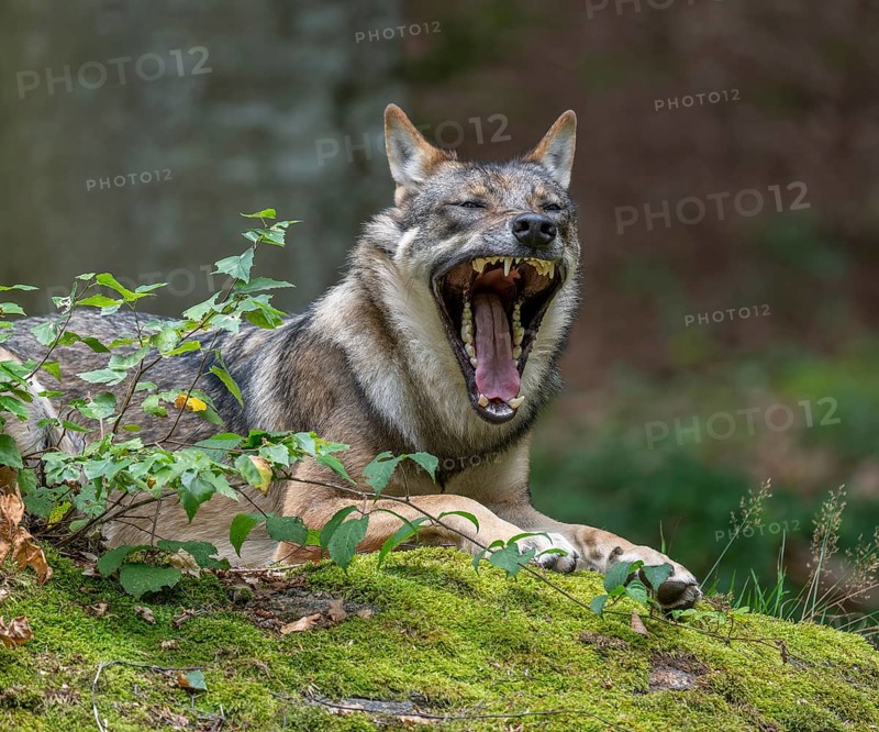 Wolf (Canis lupus) lying on a moss-covered rock and yawning, teeth visible captive, Bavarian Forest National Park, Bavaria, Germany, Europe