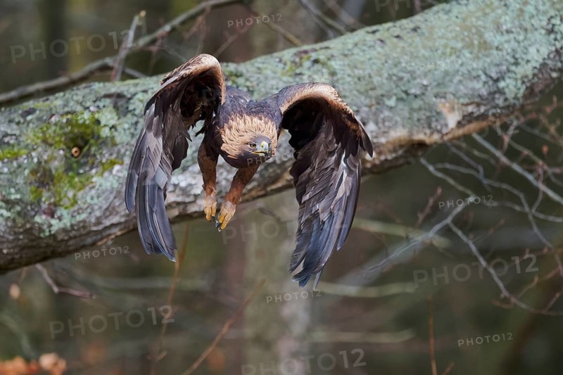 Golden eagle in flight (Aquila chrysaetos) Bavaria, Germany, Europe