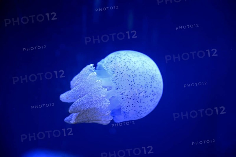 Root mouth jellyfish or blubber jellyfish (Catostylus townsendi) in a tank of the Bang Saen Aquarium, Chonburi Province, Thailand, Asia