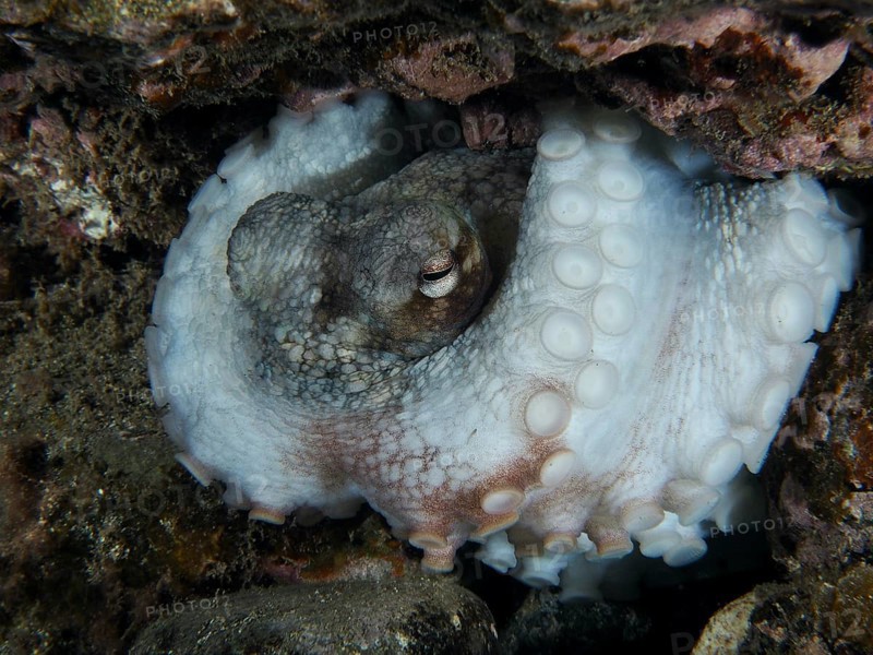 An octopus, Common Octopus (Octopus vulgaris), rests in the reef at night. The suction cups are clearly visible, dive site Playa, Los Cristianos, Tenerife, Canary Islands, Spain, Europe