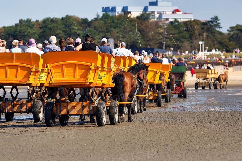Horse-drawn carriages with a group of tourists at low tide on the way back from the island of Neuwerk to Cuxhaven-Duhnen, North Sea, Cuxhaven, UNESCO World Heritage Site Wadden Sea, Lower Saxony, Germany, Europe
