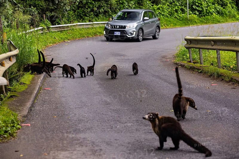 Group of coatis (Nasua narica) on the road in front of a car, Mammals (Mammalia), Costa Rica, Central America
