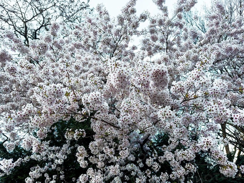 Cherry plum, myrobalan, myrobalan tree, cherry plum tree, Turkish plum (Prunus cerasifera)