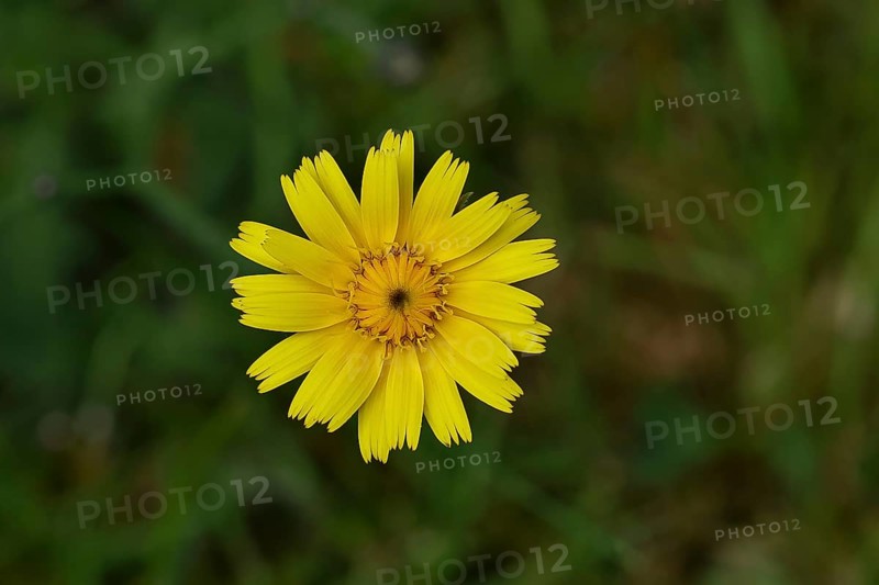 Mouse-ear hawkweed, also known as Lesser mouse-eared hawkweed or long-haired hawkweed (Hieracium pilosella), medicinal plant used medicinally as a diuretic, it also has a mild psychoactive effect that has been compared to that of cannabis, Wilnsdorf, North Rhine-Westphalia, Germany, Europe