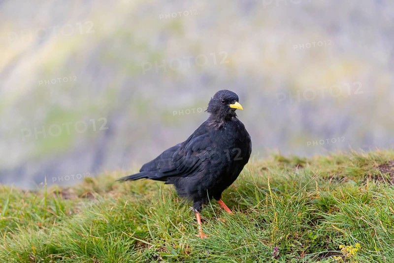 One young Alpine chough or yellow-billed chough (Pyrrhocorax graculus) stands on grass in the Grossglockner Mountains region