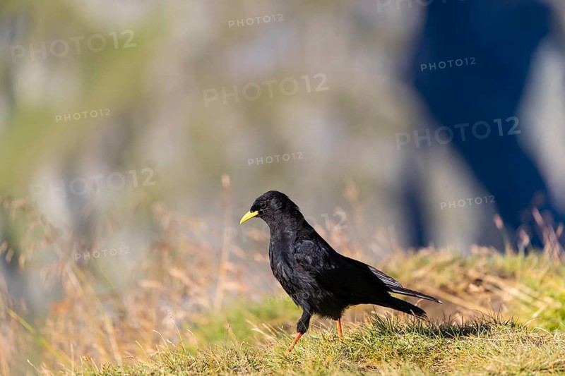 One young Alpine chough or yellow-billed chough (Pyrrhocorax graculus) stands on grass in the Grossglockner Mountains region