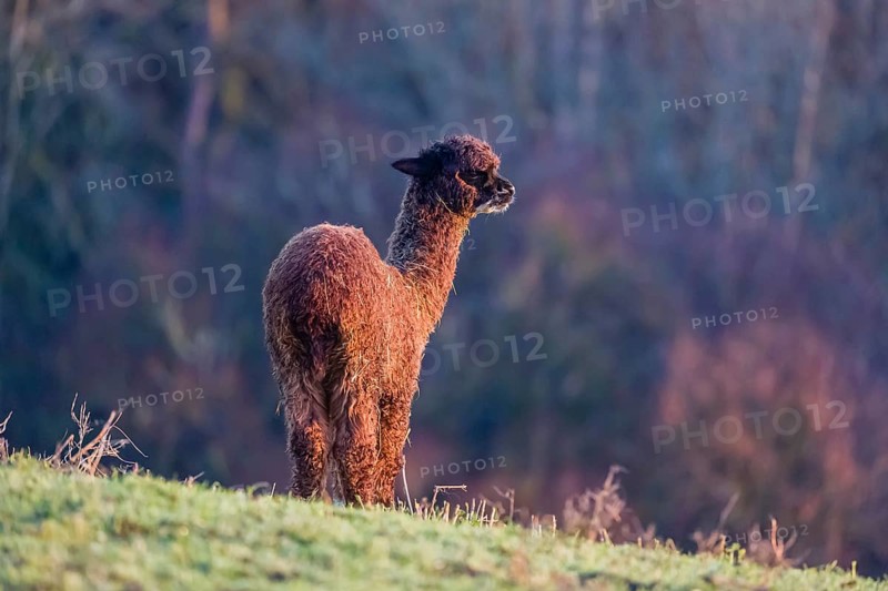 A young brown Alpaca (Vicugna pacos) stands on a green meadow . A forest is in the distant background