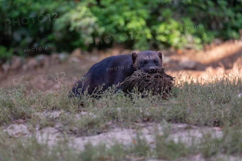 One wolverine, (Gulo gulo), collecting nesting material, walking over a meadow, green vegetation in the background