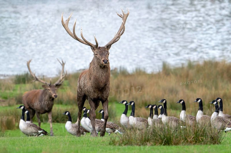 Red deer (Cervus elaphus) stags with big antlers walking on lake shore with geese during rut in autumn, Parc animalier de Sainte-Croix, Rhodes, France, Europe