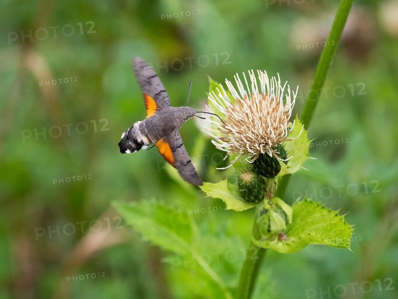 Hummingbird Hawk Moth (Macroglossum stellatarum), feeding on nectar from a Marsh thistle flower (Cirsium palustre), County Hessen, Germany, Europe