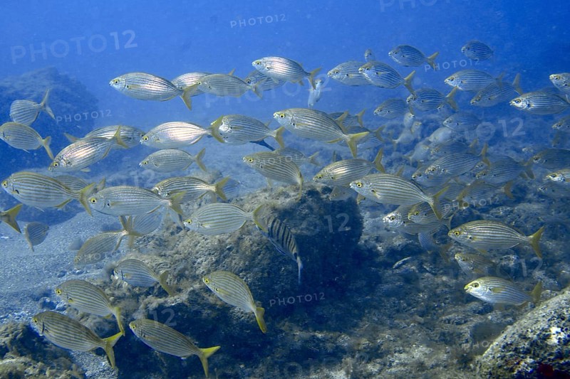 A shoal of goldfish (Sarpa salpa) swimming over rocky ground in the blue sea, dive site Montana Amarilla, Costa del Silencio, Tenerife, Canary Islands, Spain, Europe