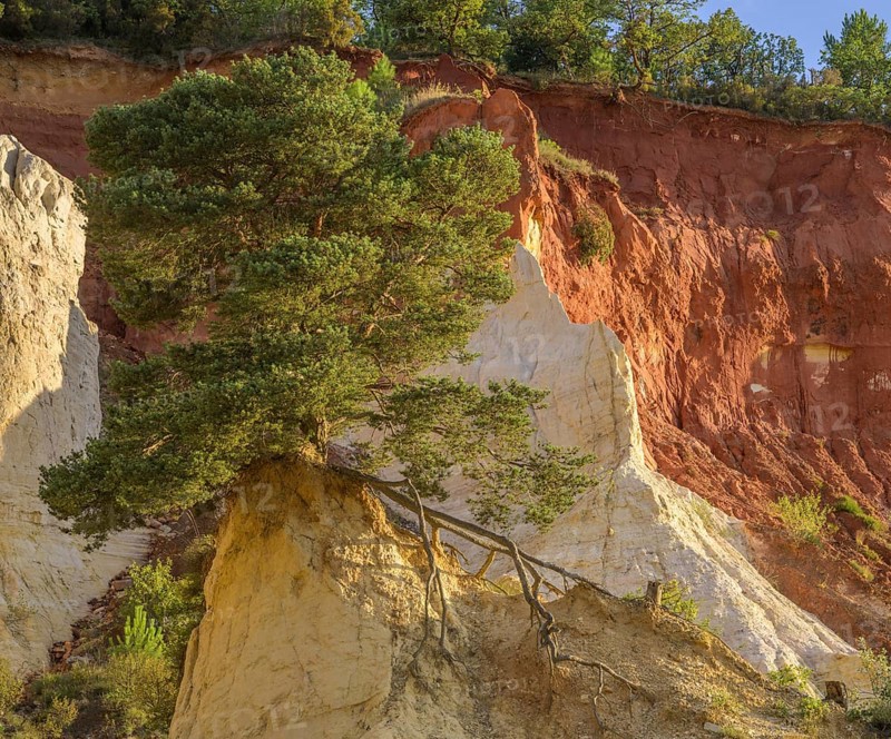Single Aleppo pine (Pinus halepensis) and ochre rock Colorado de Rustrel, Rustrel, Département Vaucluse, France, Europe