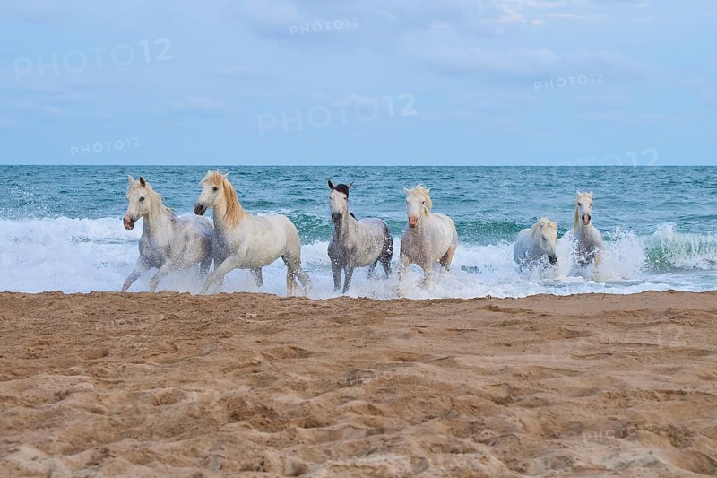 White Camargue horses galloping through the shallow sea water on a sandy beach under a cloudy sky, Camargue, France, Europe