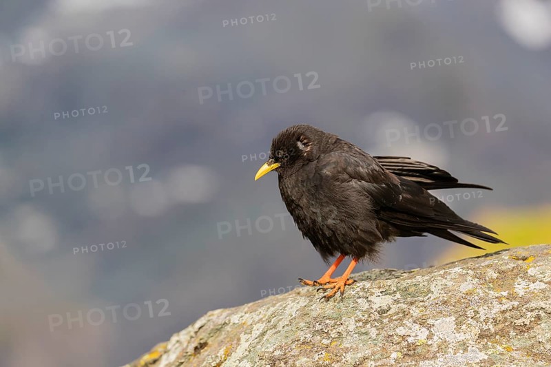 One young Alpine chough or yellow-billed chough (Pyrrhocorax graculus) stands on a rock in the Grossglockner Mountains region