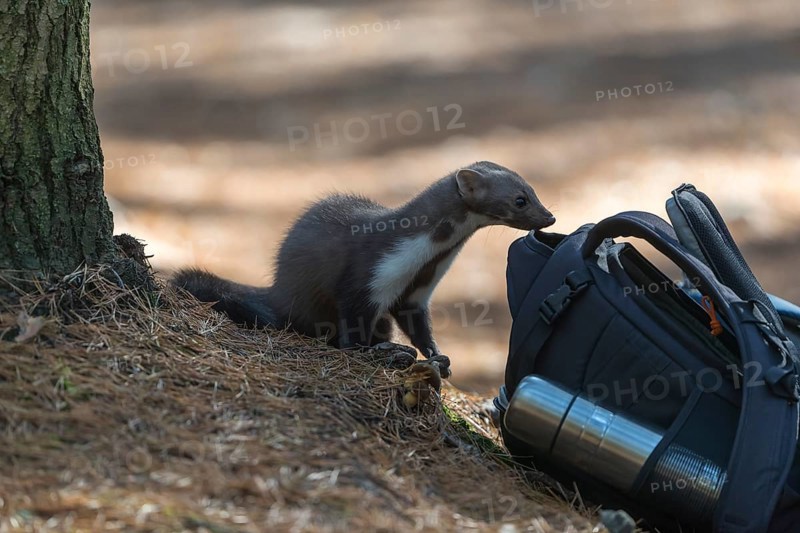 One beech marten (Martes foina) examine a backpack for food