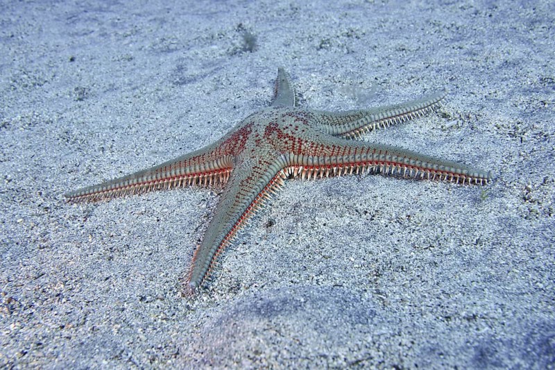 Astropecten aranciacus (Astropecten aranciacus) on sandy seabed under water, dive site Bufadero, Palm Mar, Tenerife, Canary Islands, Spain, Europe