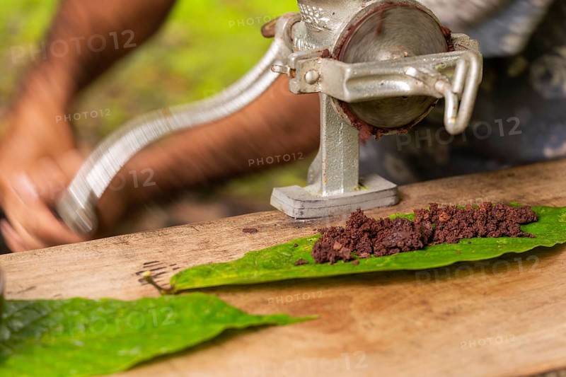 Cocoa beans are processed into cocoa mass, cocoa (Theobroma cacao), Costa Rica, Central America