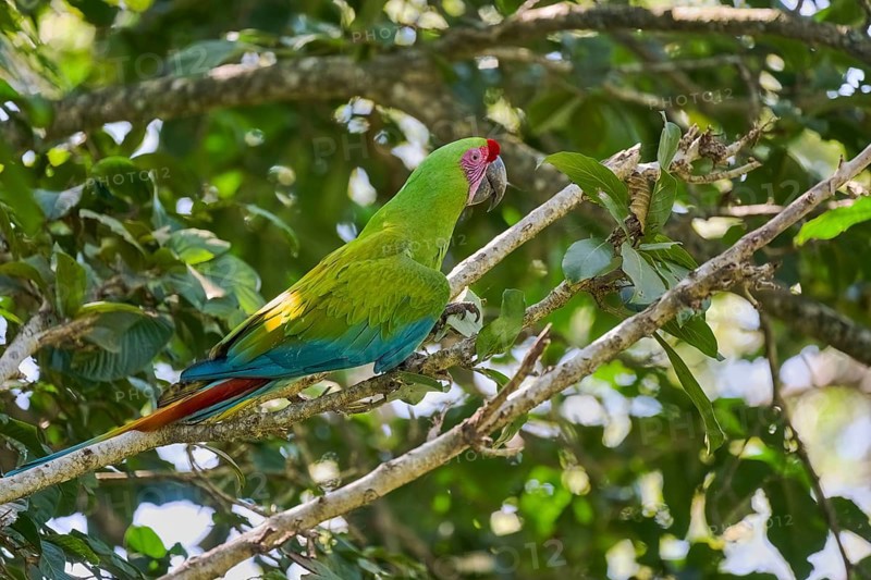Great green macaw (Ara ambiguus) Costa Rica