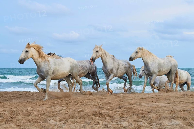 Group of white Camargue horses running along the sandy beach, the sea in the background under a clear sky, Camargue, France, Europe
