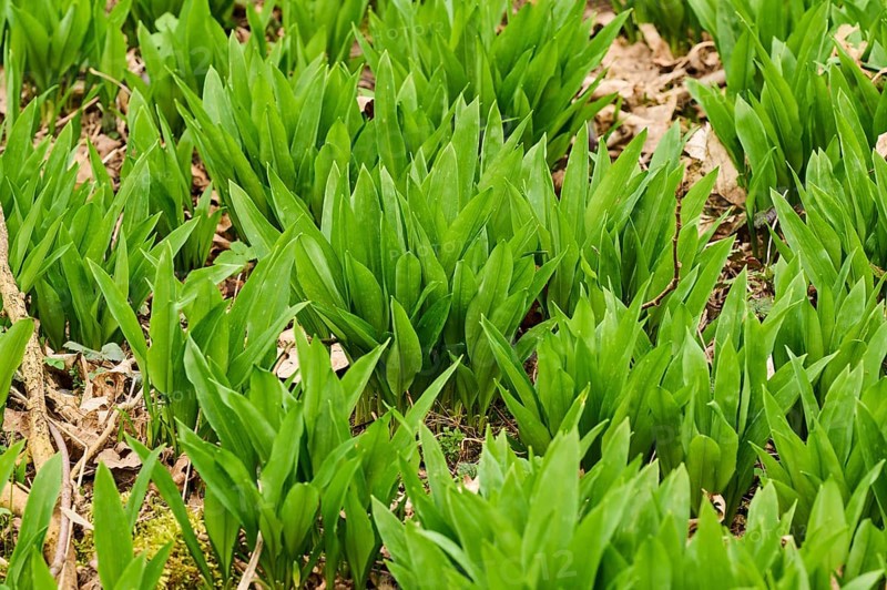Wild garlic (Allium ursinum) growing in a forest in spring, Bavaria, Germany, Europe