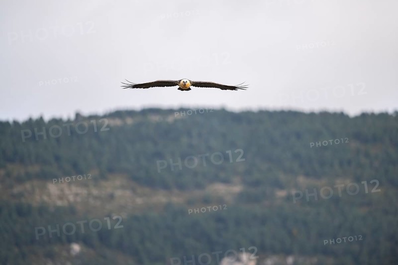 Bearded Vulture (Gypaetus barbatus) adult bird in flight with mountains in the backround, Pyrenees, Lleida, Spain, Europe