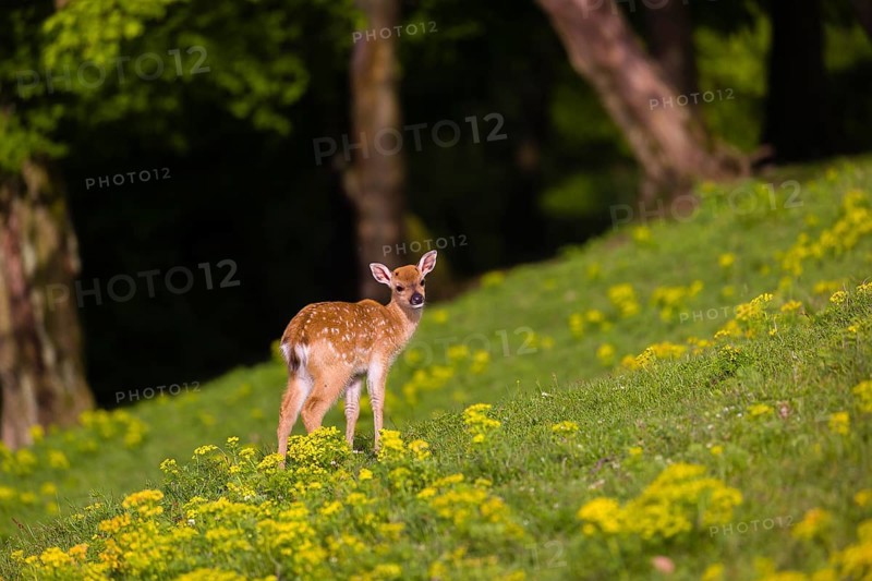 One young Manchurian sika deer or Dybowski's sika deer (Cervus nippon mantchuricus or Cervus nippon dybowskii) stands on a meadow on hilly ground