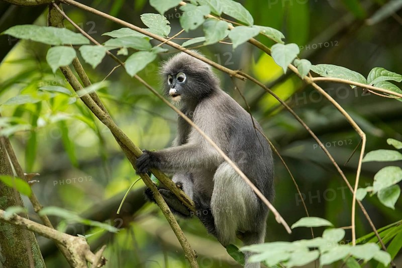 Dusky leaf monkey (Trachypithecus obscurus), Kaeng Krachan National Park, Phetchaburi Province, Thailand, Asia