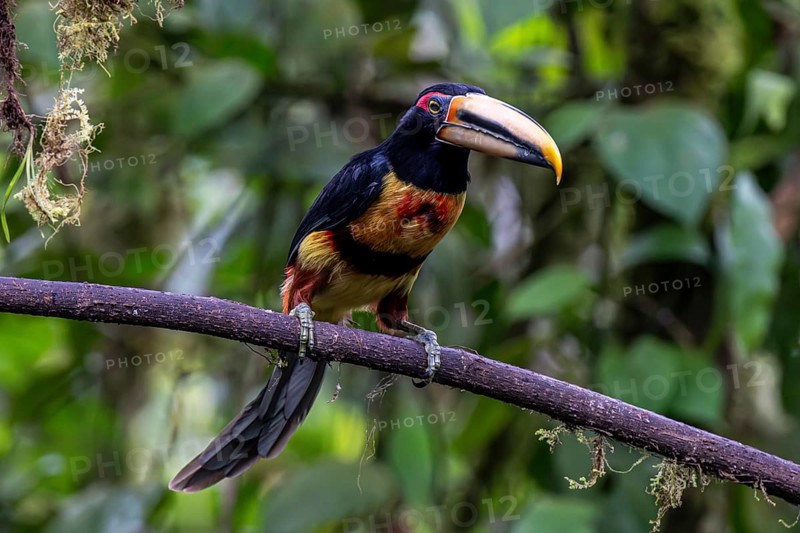 Pale-mandibled aracari (Pteroglossus erythropygius), Mindo Forest Reserve, Mindo, Ecuador, South America